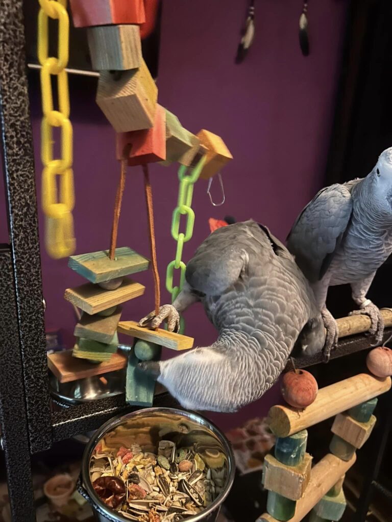 african grey parrot care