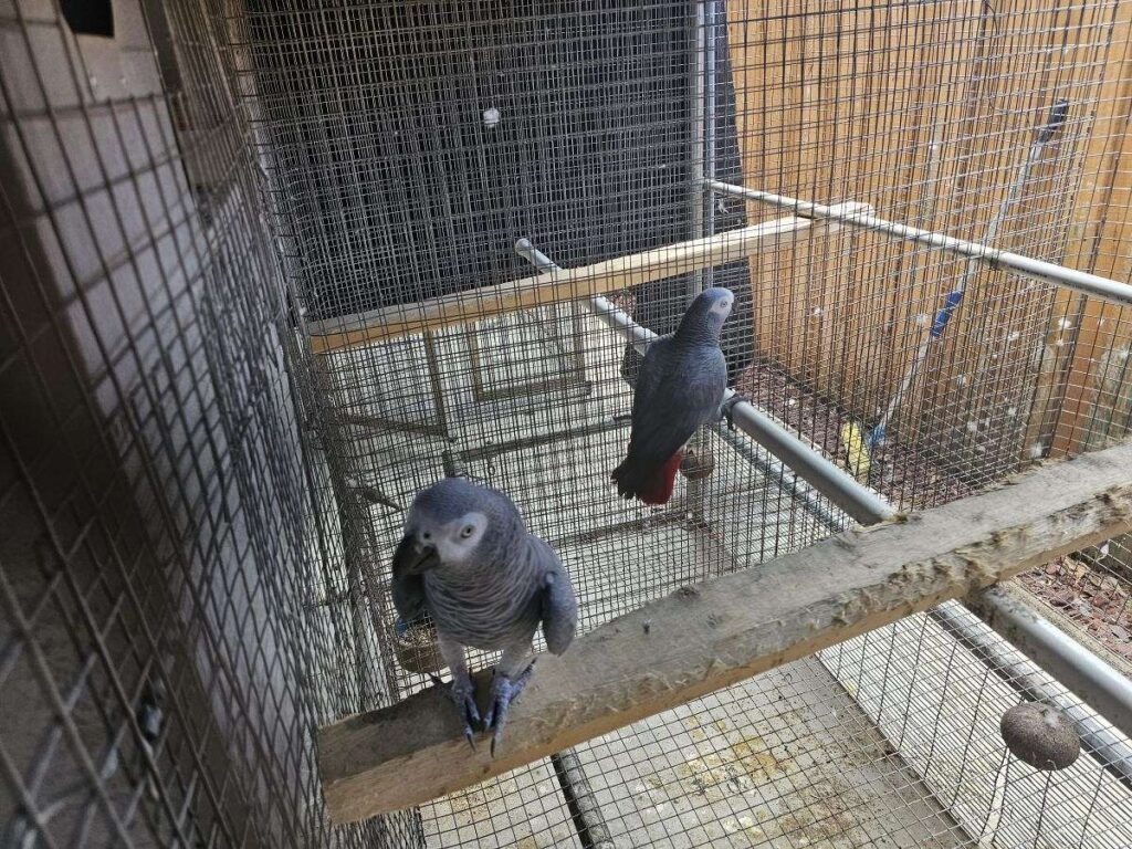 African Grey Parrots for sale