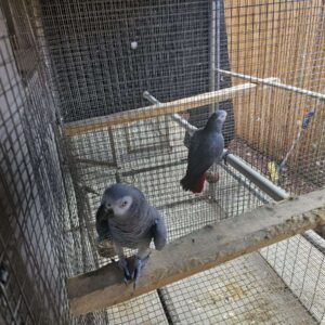 African Grey Parrots for sale