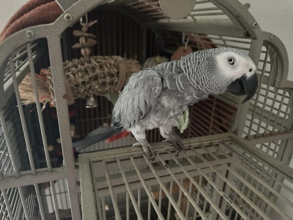 Bird African grey parrot for sale