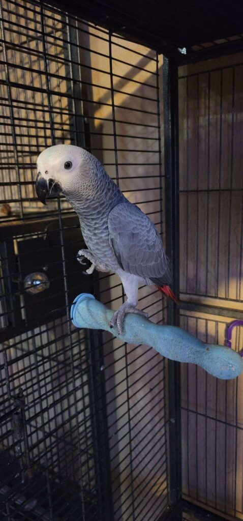 congo-african-grey-parrot-for-sale