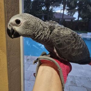 bird african grey for sale