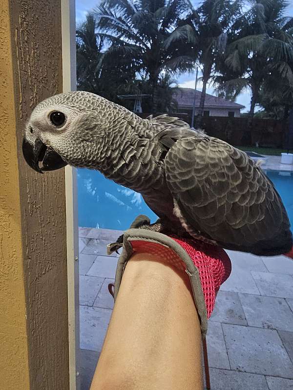 bird african grey for sale