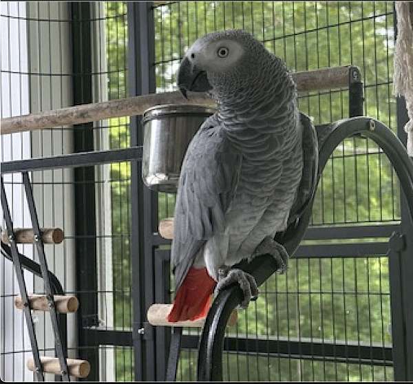 talking african grey parrot for sale