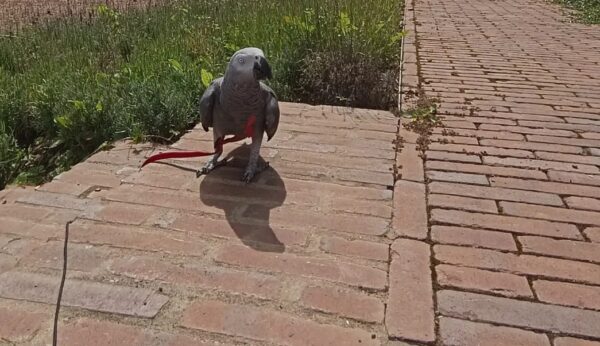 African Grey Parrot price