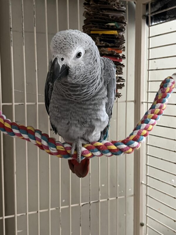 Affordable African Grey Parrot Price