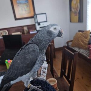 african grey parrot diet