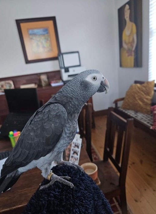 african grey parrot diet