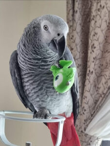 best-food-for-african-grey-parrot