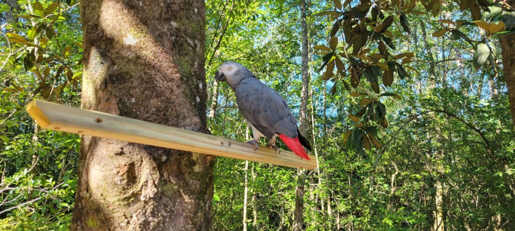 adopt-african-grey-parrot