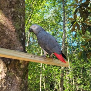 adopt-african-grey-parrot