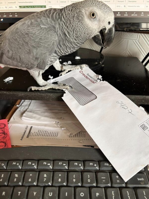 adopt-african-grey-parrot