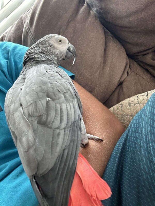 african grey parrot