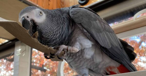 male and female parrot