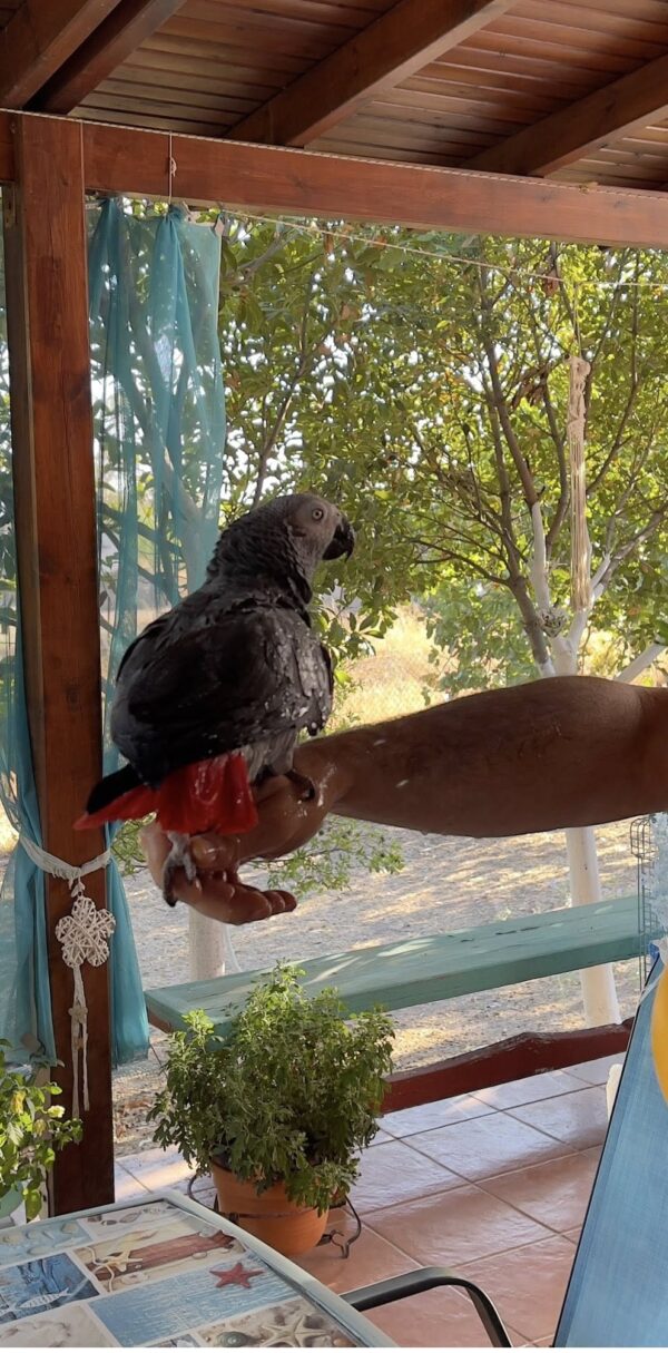how much is african grey parrot