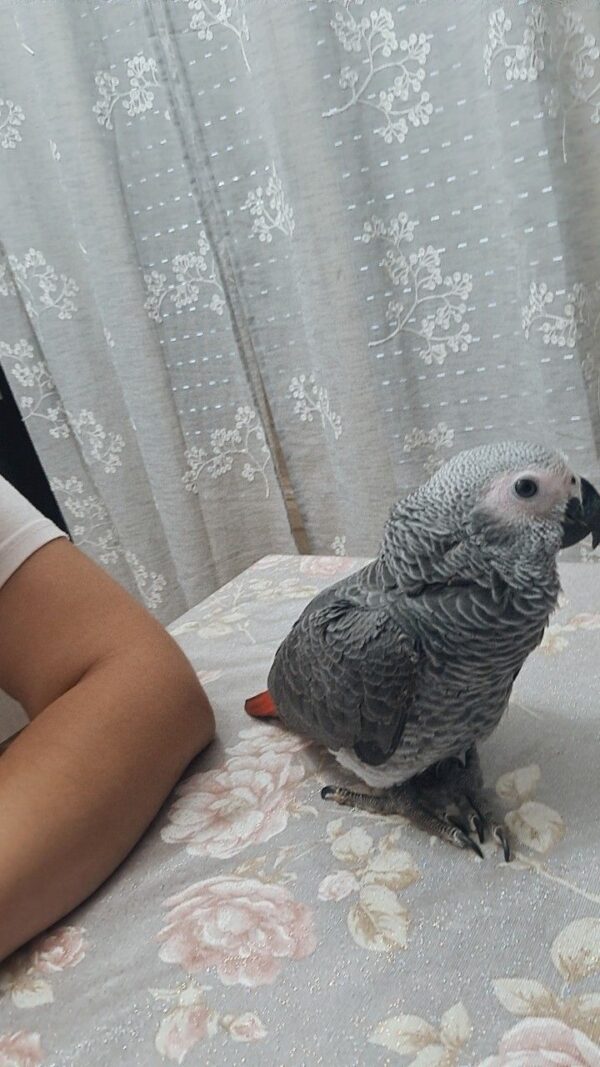 how much is african grey parrot