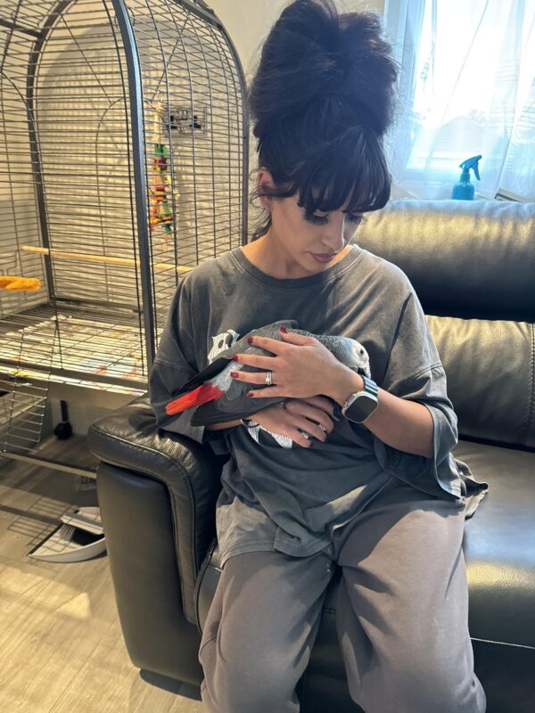 how much is african grey parrot