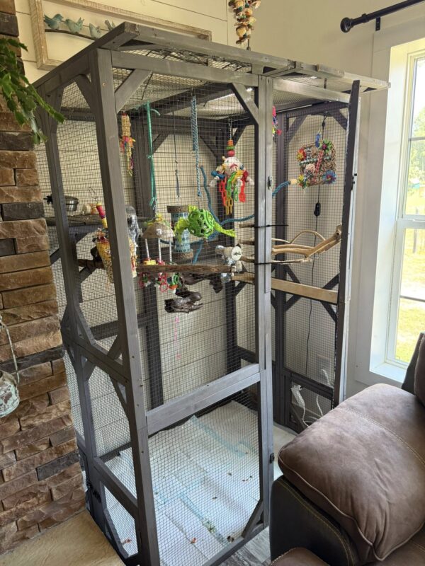 how much is african grey parrot