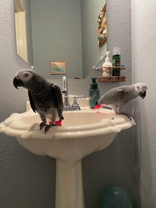 talking african grey parrot for sale