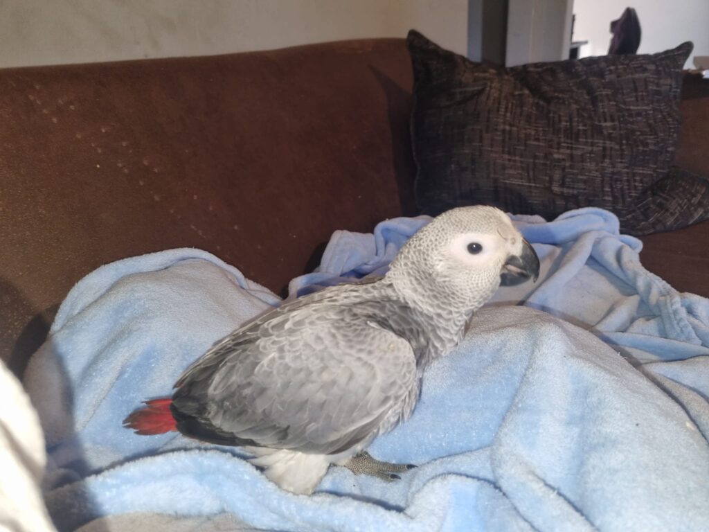 African grey parrot