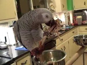 Price african grey parrot