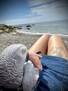 african grey price