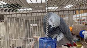 African Grey Parrots