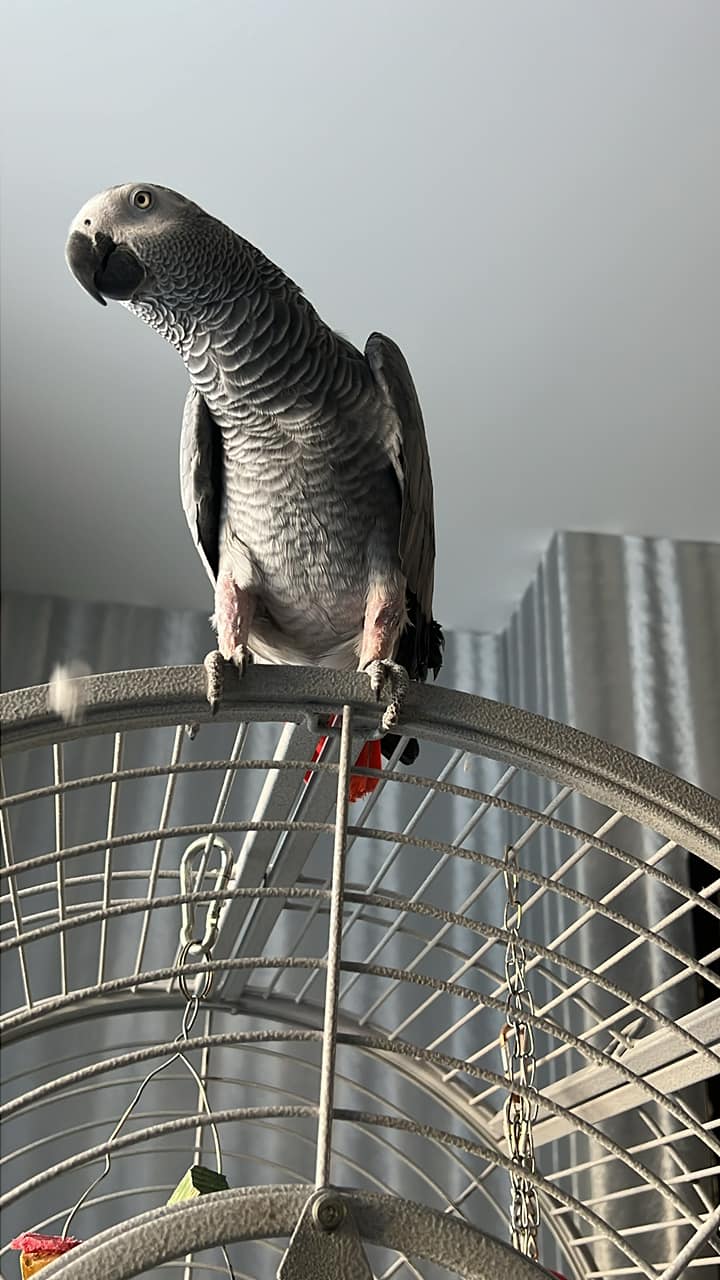 African grey parrot